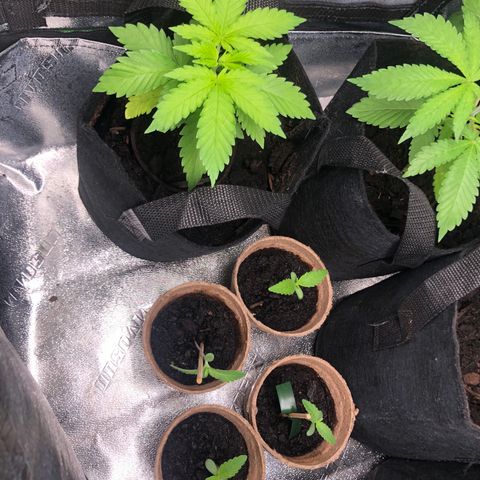 White Widow growlog timeline photo