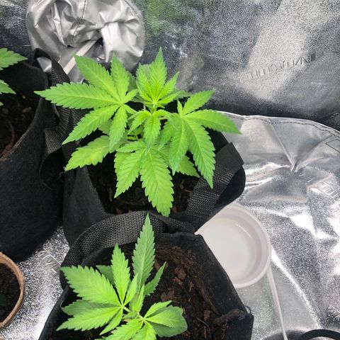 White Widow growlog timeline photo