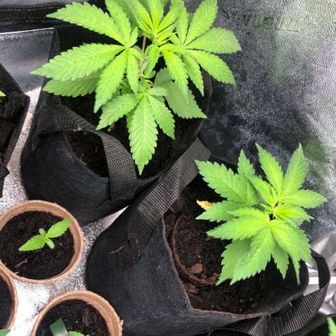 White Widow growlog timeline photo