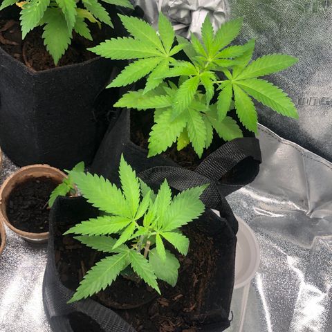 White Widow growlog timeline photo
