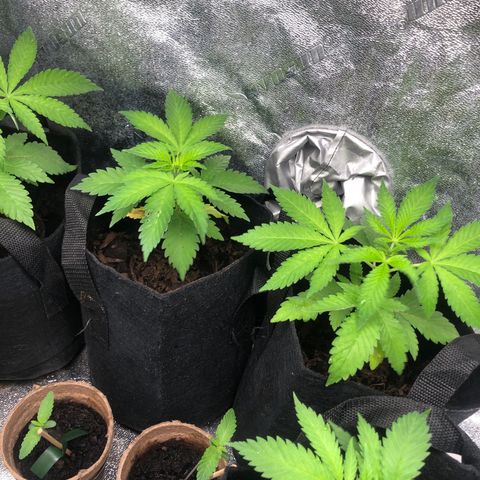 White Widow growlog timeline photo