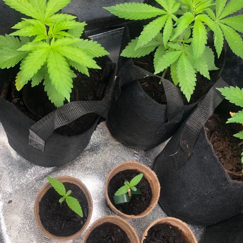 White Widow growlog timeline photo