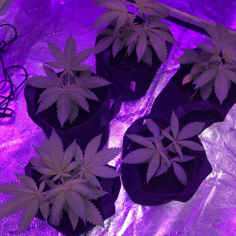 White Widow growlog timeline photo