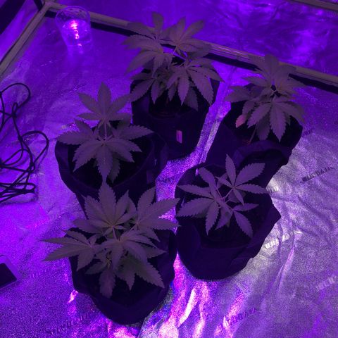 White Widow growlog timeline photo