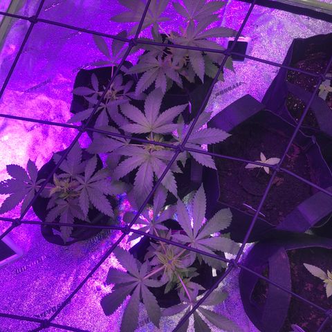White Widow growlog timeline photo