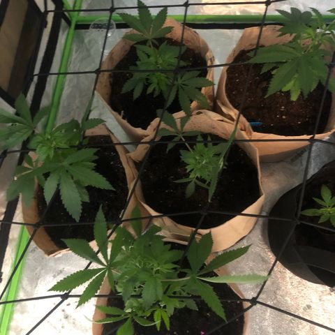 White Widow growlog timeline photo