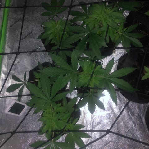 White Widow growlog timeline photo
