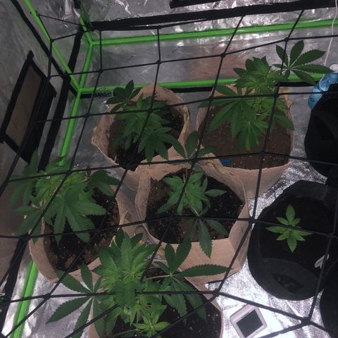 White Widow growlog timeline photo