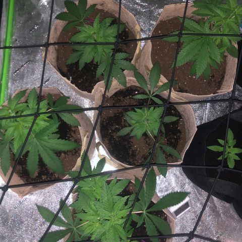 White Widow growlog timeline photo