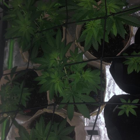 White Widow growlog timeline photo