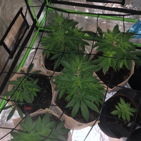 White Widow growlog timeline photo