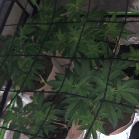 White Widow growlog timeline photo