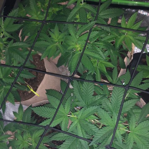 White Widow growlog timeline photo