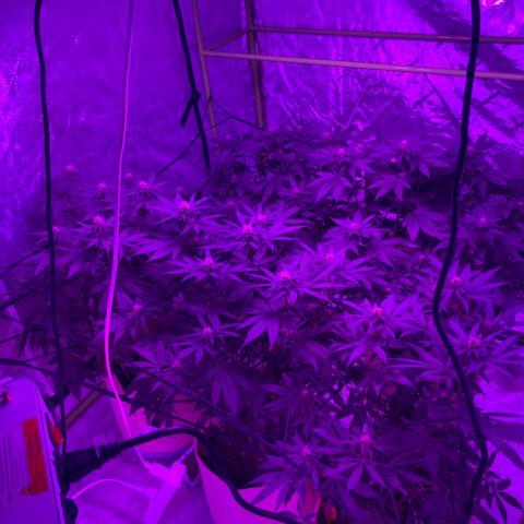 White Widow growlog timeline photo