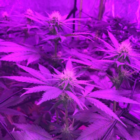 White Widow growlog timeline photo