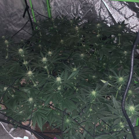 White Widow growlog timeline photo