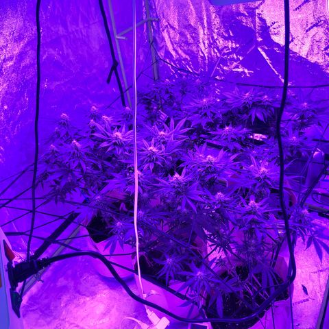White Widow growlog timeline photo