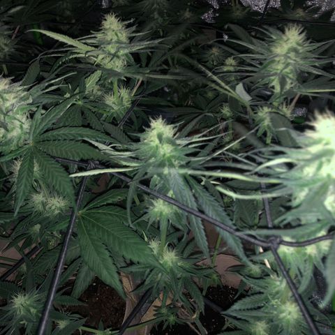 White Widow growlog timeline photo