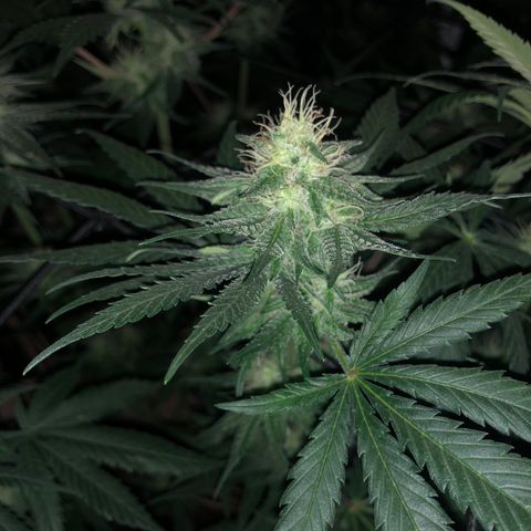White Widow growlog timeline photo