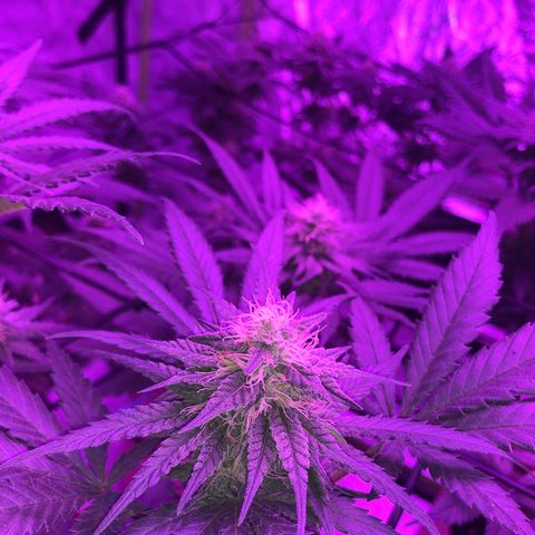 White Widow growlog timeline photo