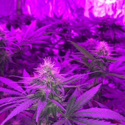 White Widow growlog timeline photo