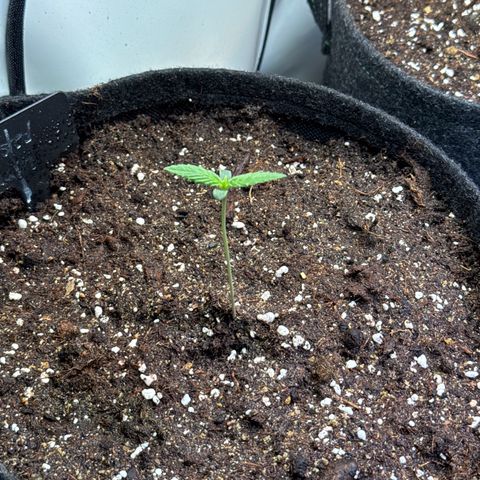 Frosted Guava Auto #1 growlog timeline photo