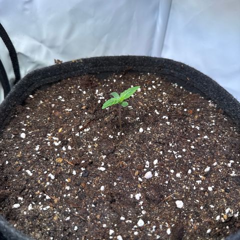 Wedding Cake Auto #1 growlog timeline photo