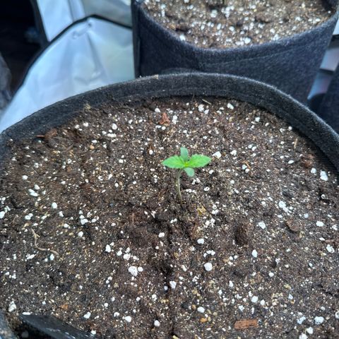 Frosted Guava Auto #2 growlog timeline photo