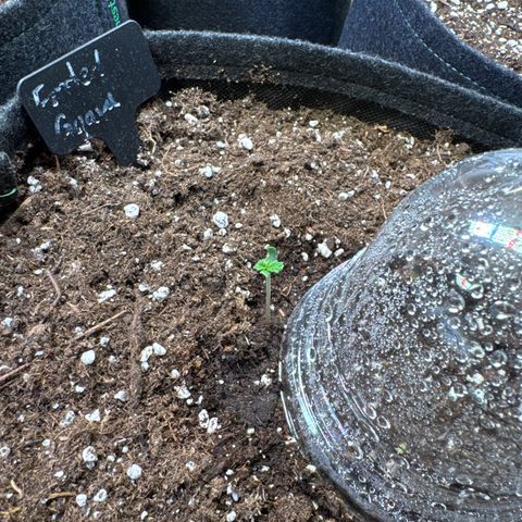 Frosted Guava Auto #3 growlog timeline photo