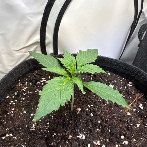 Wedding Cake Auto #3 growlog timeline photo