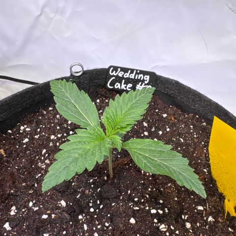 Wedding Cake Auto #2 growlog timeline photo