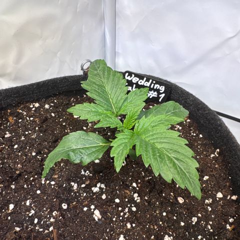 Wedding Cake Auto #1 growlog timeline photo