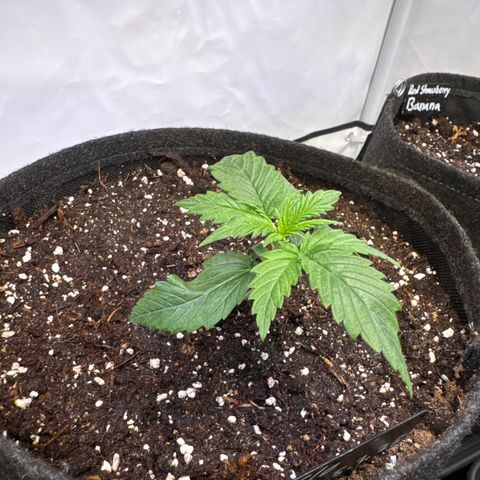 Frosted Guava Auto #1 growlog timeline photo