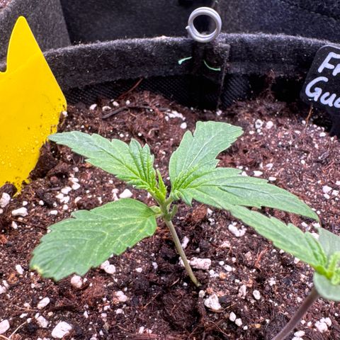 Frosted Guava Auto #3 growlog timeline photo
