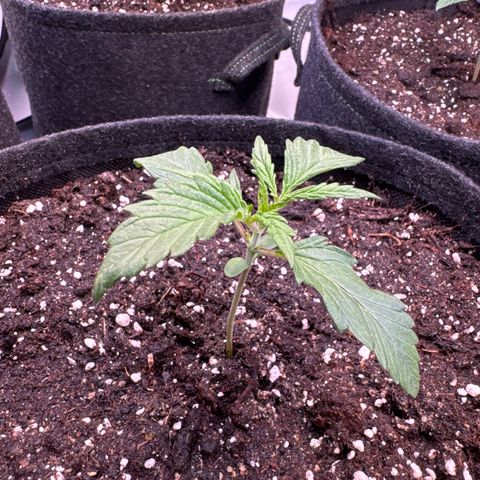 Frosted Guava Auto #2 growlog timeline photo