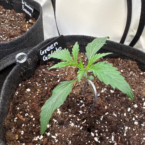Green Gelato Auto growlog timeline photo