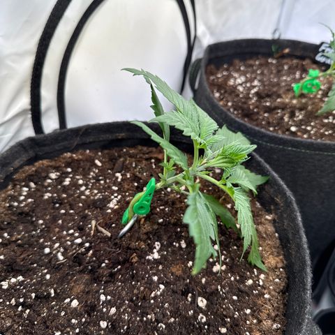 Wedding Cake Auto #3 growlog timeline photo