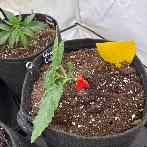 Wedding Cake Auto #2 growlog timeline photo