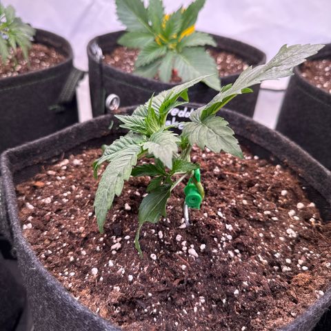 Wedding Cake Auto #1 growlog timeline photo