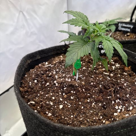 Frosted Guava Auto #1 growlog timeline photo