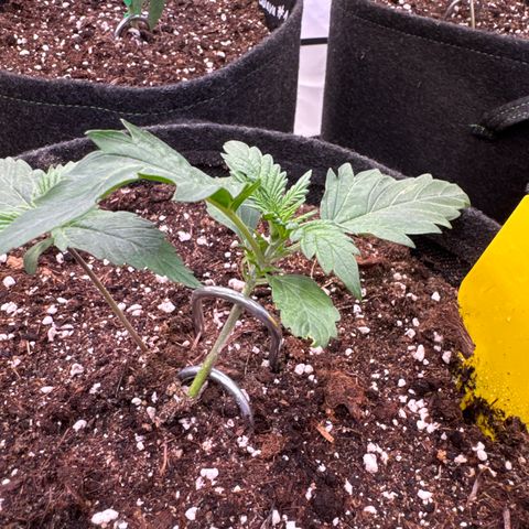 Frosted Guava Auto #3 growlog timeline photo