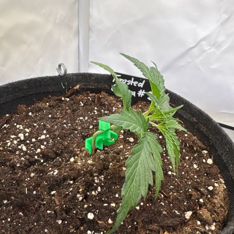 Frosted Guava Auto #2 growlog timeline photo