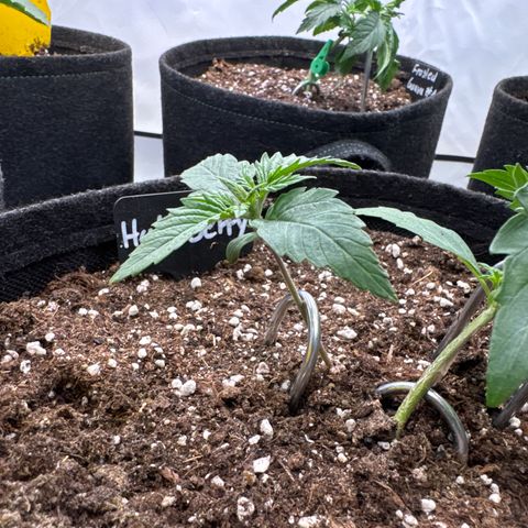 HulkBerry Auto growlog timeline photo
