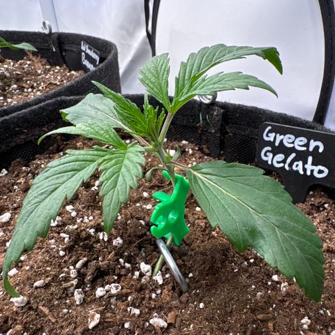 Green Gelato Auto growlog timeline photo