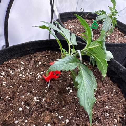 Wedding Cake Auto #3 growlog timeline photo