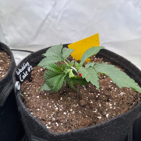Wedding Cake Auto #2 growlog timeline photo
