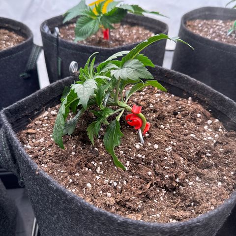 Wedding Cake Auto #1 growlog timeline photo