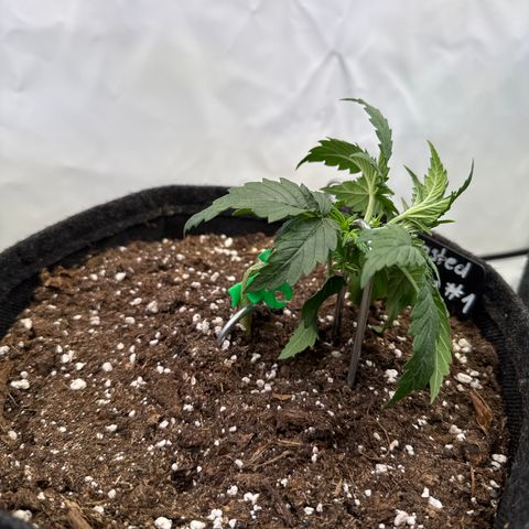 Frosted Guava Auto #1 growlog timeline photo