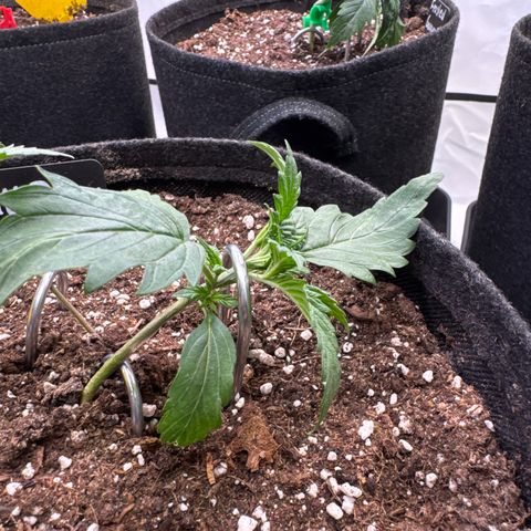 Frosted Guava Auto #3 growlog timeline photo