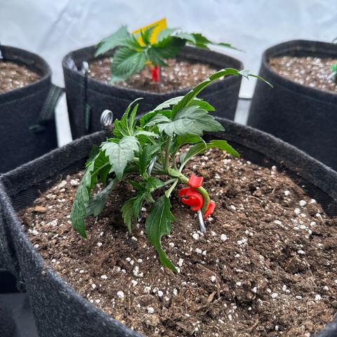 Frosted Guava Auto #2 growlog timeline photo
